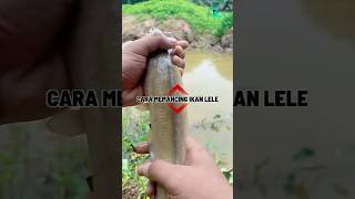 Cara memancing ikan lele ikanlele pancing mancing fishing tutorialmemancing tipsmemancing [upl. by Gautea77]