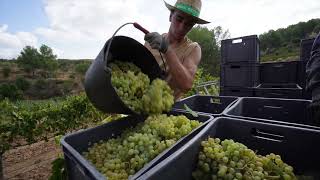 🍇 Verema 2024 de Torelló Viticultors [upl. by Kare]