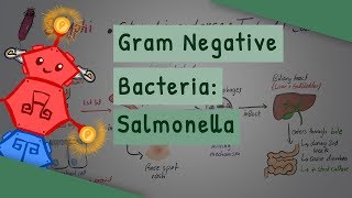 Gram Negative Bacteria Salmonella [upl. by Darryl]