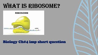 Ribosome structure and function  Biology class 9th [upl. by Frymire]