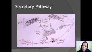 Unit A  Secretory Pathway amp Intracellular Digestion [upl. by Freda]