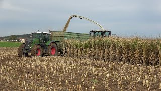 Mais 2024 LU Norbert Mäser Claas Jaguar 970 mit verschiedenen Abfahrern in der Wetterau [upl. by Teador]