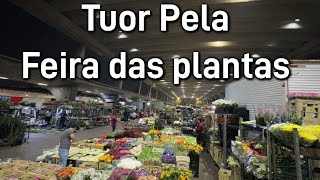 Feira da madrugada  Plantas em oferta [upl. by Nile158]