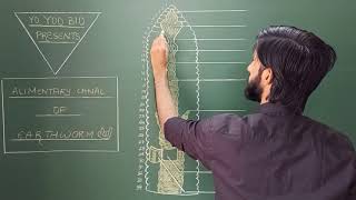 How to draw Alimentary canal of Earthworm  NEETaspirants  Ncert  Dr Vaibhav Awasthi  Yo Yoo Bio [upl. by Leiba187]