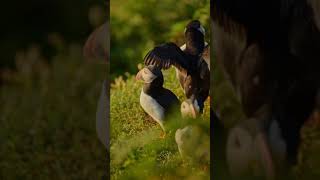 adorable puffins  moment of serenity 267 shorts nature [upl. by Adela89]