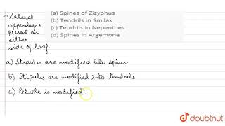 Which ones show stipular modifications a Spines of Zizyphus b Tendrils in [upl. by Tildi750]