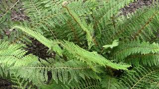 Polystichum setiferum ´Proliferum´ [upl. by Uoliram]