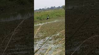 The blacknecked stork Ephippiorhynchus asiaticus is a tall longnecked Wading bird of wetlands [upl. by Kcirrej994]