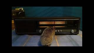 Polish Radio Contessa DMP201 ZR Diora Hedgehog Service [upl. by Wsan]