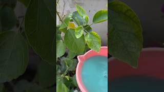 🌱how to make ur plant healthy and fungus free 🌺homegarding 🏡🧑‍🌾🌺🥰ytshots viralshorts [upl. by Neddie802]