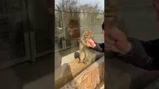 Monkey loved my magic trick 🤣 🎥 TT pawelbaron via CONTENTbible [upl. by Fifi196]