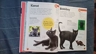 Korat Cat and Bombay Cat  Fun Facts About Cats [upl. by Eilac]