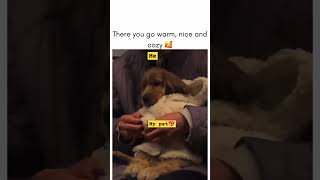 Care love loyalty dog kannada kannadashorts doglovers dogvideos care ytshorts mayavi cute [upl. by Ide520]