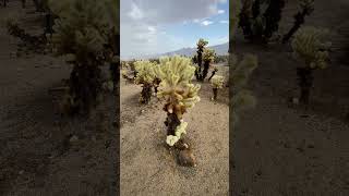 Cholla Cactus Gardens 20240723 Video 2501 [upl. by Itnaihc]