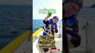 Fish got Bigger amp Bigger Newfoundland Cod Jigging Grounds [upl. by Maddeu989]