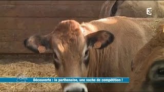 La Parthenaise une vache de compétition [upl. by Duck]