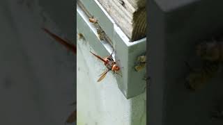 Japanese Honeybees Intimidate BlackTailed Hornet Preventing an Attack [upl. by Enitsrik375]