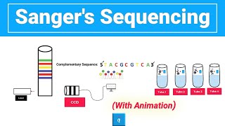 Sanger sequencing with animation [upl. by Misak]