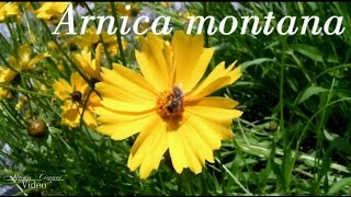 Arnica Montana [upl. by Phillipe45]