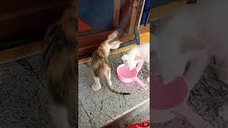 cat funny video 🤣🤣🤣subscribe my channel [upl. by Imefulo]