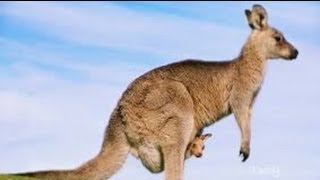 Australian Animals  Kangaroos [upl. by Cantlon]