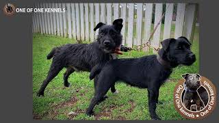 The history of the Patterdale Terrier [upl. by Batholomew983]