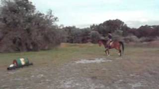 Horse named Watchman ie quotJobequot long video 1 [upl. by Analad]