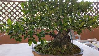 Ficus Bonsai Tree Defoliation [upl. by Anilahs]