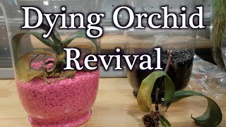 How To Revive Dying Dehydrated Orchids Without Moss [upl. by Nonie]