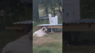 Our livestock guardian dogs keeping the quail safe 🥲 livestockguardiandog [upl. by Aihsekal]