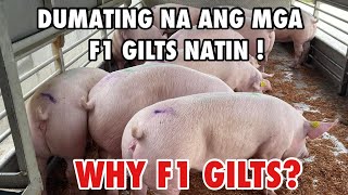 PIGLET PRODUCTION  PIG FARMING  FI GILTS  NEGOSYO PHILIPPINES [upl. by Yettie]