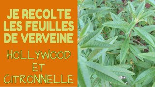 🌿 Je récolte de la Verveine Citronnelle et Holywood [upl. by Hafeetal]