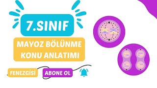 MAYOZ BÖLÜNME KONU ANLATIMI  7 SINIF [upl. by Saiasi426]