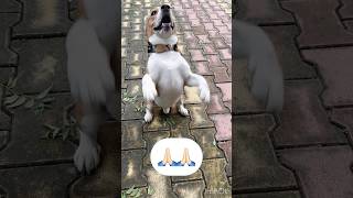 Om Gan Gan pate namah🙏🏻watch till end🥹shorts explore beagle video ganesh ganeshchaturthi [upl. by Bourgeois]