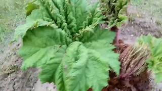 86 GUNNERA MANICATA PARZEPLIN BRAZYLIJSKI przygotowanie podłoża sadzenie uprawa [upl. by Buckden]