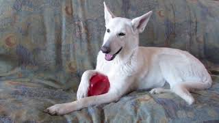 Whiteshepherdpups Tests Out the Kong Jumbler Ball  Day 1 Heres What They Think [upl. by Ttegirb]