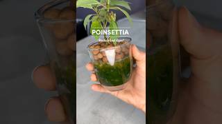 Poinsettia in LECA update and repot plantcare poinsettia semihydro [upl. by Ellecram]