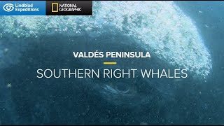 Southern Right Whales of Valdés Peninsula  Lindblad ExpeditionsNational Geographic [upl. by Dunham334]