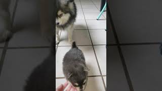 Full Grown Pomsky meets her baby sister [upl. by Lancelle]