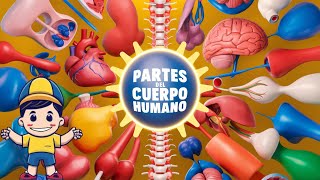 TEMA🔬🧠 ¡Descubre las partes del cuerpo humano 🦵👂 [upl. by Brecher]