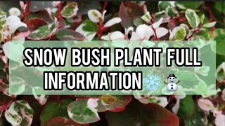 Snow bush  Information  Made By Plant Care With Sahar [upl. by Ecnarual]