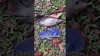 MINI chatterbait DIY catches good size tilapya bfsfishing [upl. by Alet]