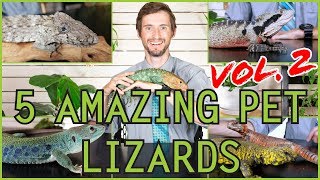 Five MORE of the Best Pet Lizards You Could Possibly Get [upl. by Tiga]