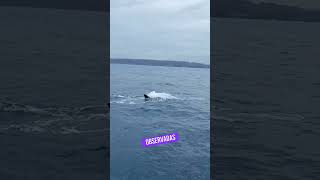 Avistaje de Ballenas Fin 🐳 hermosa experiencia en Chañaral de Aceituno 🇨🇱 chile visitchile [upl. by Attennod94]