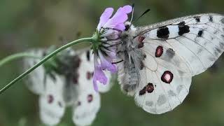 Parnassius apollo Biele Karpaty jun 2024 [upl. by Aleb]