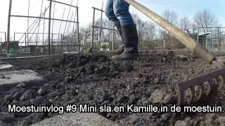 Moestuinvlog 9 Mini sla en Kamille [upl. by Orecic]