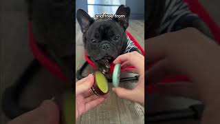 How to moisturize Frenchie’s nose Love this snout soother from frenchie dogcare dognose snout t [upl. by Ennaj]