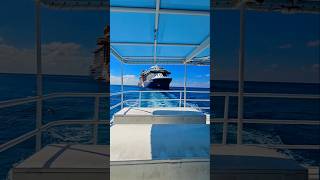 Tender in Cayman Islands 🇰🇾☺️ trend trending viralvideo shorts shortsvideo short shortvideo [upl. by Healy]