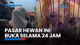 Menelusuri Lapak Hewan Terbesar Pasar Hewan Jatinegara [upl. by Etep96]