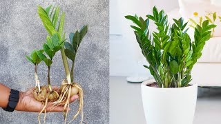 How to grow Zz plant easy method  Zz plant repotting and care [upl. by Neirod]